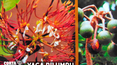 yagaBilumbu